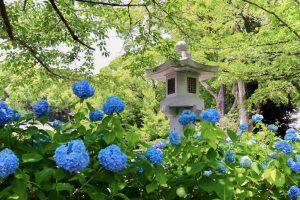 愛知県護国神社、あじさい、6月夏の花、名古屋市中区の観光・撮影スポットの画像と写真