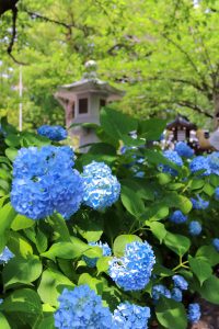 愛知県護国神社、あじさい、6月夏の花、名古屋市中区の観光・撮影スポットの画像と写真