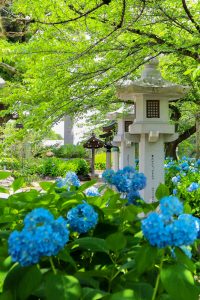 愛知県護国神社、あじさい、6月夏の花、名古屋市中区の観光・撮影スポットの画像と写真