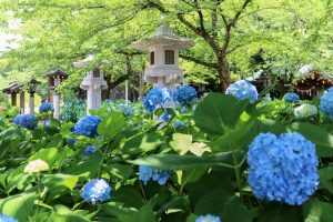 愛知県護国神社、あじさい、6月夏の花、名古屋市中区の観光・撮影スポットの画像と写真