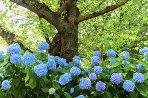 愛知県護国神社、あじさい、6月夏の花、名古屋市中区の観光・撮影スポットの画像と写真