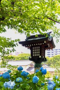 愛知県護国神社、あじさい、6月夏の花、名古屋市中区の観光・撮影スポットの画像と写真