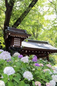 愛知県護国神社、あじさい、6月夏の花、名古屋市中区の観光・撮影スポットの画像と写真