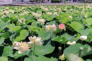 ふづきの里花ハス田、７月夏の花、岐阜県大垣市の観光・撮影スポットの名所