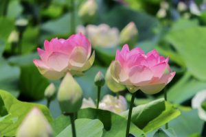 ふづきの里花ハス田、７月夏の花、岐阜県大垣市の観光・撮影スポットの名所