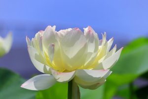 ふづきの里花ハス田、７月夏の花、岐阜県大垣市の観光・撮影スポットの名所