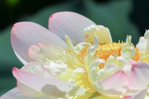 ふづきの里花ハス田、７月夏の花、岐阜県大垣市の観光・撮影スポットの名所