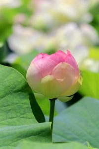 ふづきの里花ハス田、７月夏の花、岐阜県大垣市の観光・撮影スポットの名所