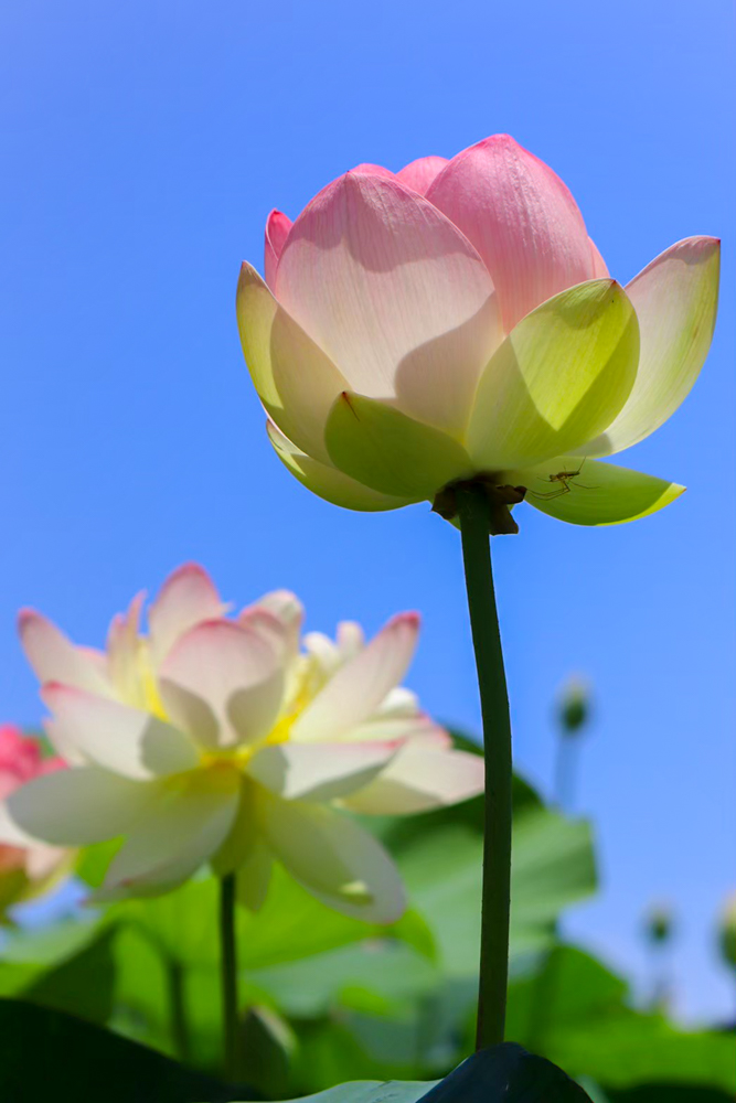 ふづきの里花ハス田、７月夏の花、岐阜県大垣市の観光・撮影スポットの名所