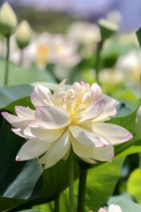 ふづきの里花ハス田、７月夏の花、岐阜県大垣市の観光・撮影スポットの名所