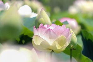 ふづきの里花ハス田、７月夏の花、岐阜県大垣市の観光・撮影スポットの名所