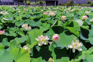 ふづきの里花ハス田、７月夏の花、岐阜県大垣市の観光・撮影スポットの名所