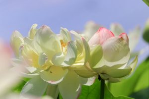 ふづきの里花ハス田、７月夏の花、岐阜県大垣市の観光・撮影スポットの名所