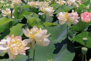 ふづきの里花ハス田、７月夏の花、岐阜県大垣市の観光・撮影スポットの名所
