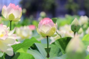 ふづきの里花ハス田、７月夏の花、岐阜県大垣市の観光・撮影スポットの名所
