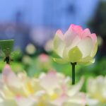 ふづきの里花ハス田、７月夏の花、岐阜県大垣市の観光・撮影スポットの名所