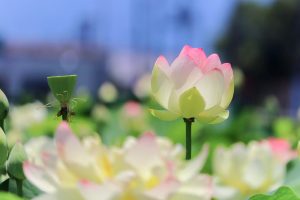 ふづきの里花ハス田、７月夏の花、岐阜県大垣市の観光・撮影スポットの名所