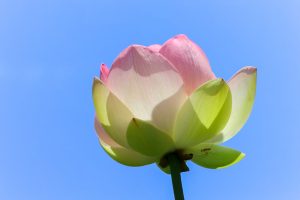 ふづきの里花ハス田、７月夏の花、岐阜県大垣市の観光・撮影スポットの名所