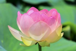 ふづきの里花ハス田、７月夏の花、岐阜県大垣市の観光・撮影スポットの名所
