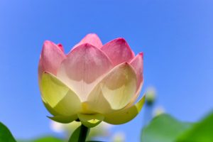 ふづきの里花ハス田、７月夏の花、岐阜県大垣市の観光・撮影スポットの名所