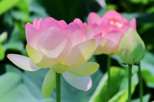 ふづきの里花ハス田、７月夏の花、岐阜県大垣市の観光・撮影スポットの名所