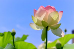 ふづきの里花ハス田、７月夏の花、岐阜県大垣市の観光・撮影スポットの名所