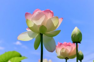 ふづきの里花ハス田、７月夏の花、岐阜県大垣市の観光・撮影スポットの名所