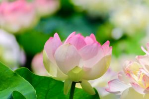 ふづきの里花ハス田、７月夏の花、岐阜県大垣市の観光・撮影スポットの名所
