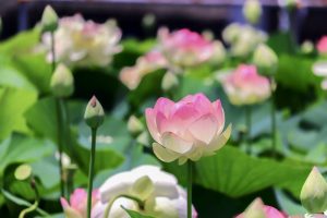 ふづきの里花ハス田、７月夏の花、岐阜県大垣市の観光・撮影スポットの名所