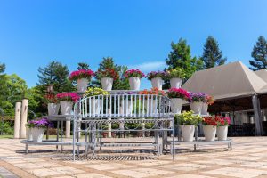 久屋大通庭園フラリエ、夏の花5月、名古屋市中区の観光・撮影スポットの画像と写真