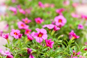 久屋大通庭園フラリエ、夏の花7月、名古屋市中区の観光・撮影スポットの画像と写真