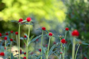 久屋大通庭園フラリエ、夏の花5月、名古屋市中区の観光・撮影スポットの画像と写真