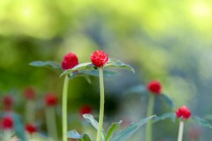 久屋大通庭園フラリエ、夏の花5月、名古屋市中区の観光・撮影スポットの画像と写真
