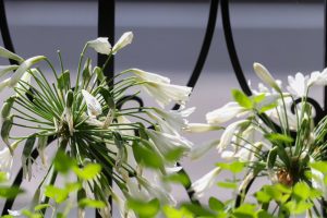 久屋大通庭園フラリエ、夏の花7月、名古屋市中区の観光・撮影スポットの画像と写真