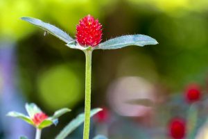 久屋大通庭園フラリエ、夏の花5月、名古屋市中区の観光・撮影スポットの画像と写真