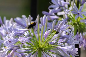 久屋大通庭園フラリエ、夏の花7月、名古屋市中区の観光・撮影スポットの画像と写真