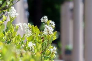 久屋大通庭園フラリエ、夏の花5月、名古屋市中区の観光・撮影スポットの画像と写真