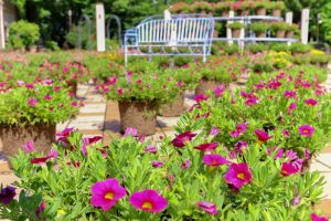 久屋大通庭園フラリエ、夏の花7月、名古屋市中区の観光・撮影スポットの画像と写真
