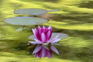 久屋大通庭園フラリエ、夏の花5月、名古屋市中区の観光・撮影スポットの画像と写真
