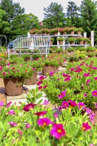 久屋大通庭園フラリエ、夏の花7月、名古屋市中区の観光・撮影スポットの画像と写真