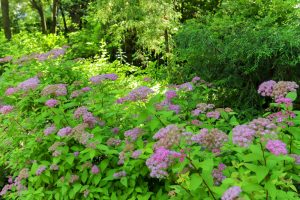 久屋大通庭園フラリエ、夏の花5月、名古屋市中区の観光・撮影スポットの画像と写真