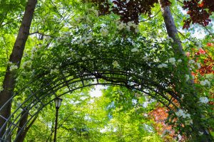 久屋大通庭園フラリエ、夏の花5月、名古屋市中区の観光・撮影スポットの画像と写真