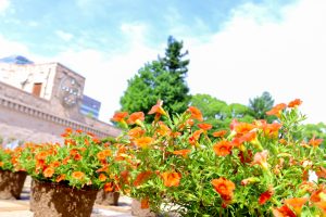 久屋大通庭園フラリエ、夏の花7月、名古屋市中区の観光・撮影スポットの画像と写真