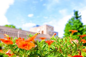 久屋大通庭園フラリエ、夏の花7月、名古屋市中区の観光・撮影スポットの画像と写真