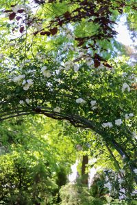 久屋大通庭園フラリエ、夏の花5月、名古屋市中区の観光・撮影スポットの画像と写真