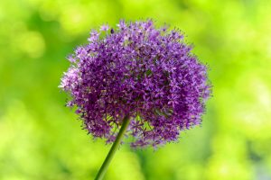 久屋大通庭園フラリエ、夏の花5月、名古屋市中区の観光・撮影スポットの画像と写真