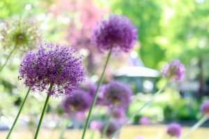久屋大通庭園フラリエ、夏の花5月、名古屋市中区の観光・撮影スポットの画像と写真