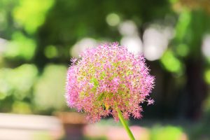 久屋大通庭園フラリエ、夏の花5月、名古屋市中区の観光・撮影スポットの画像と写真