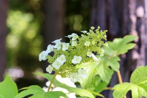 久屋大通庭園フラリエ、夏の花5月、名古屋市中区の観光・撮影スポットの画像と写真