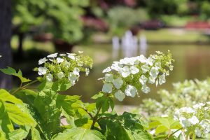 久屋大通庭園フラリエ、夏の花5月、名古屋市中区の観光・撮影スポットの画像と写真